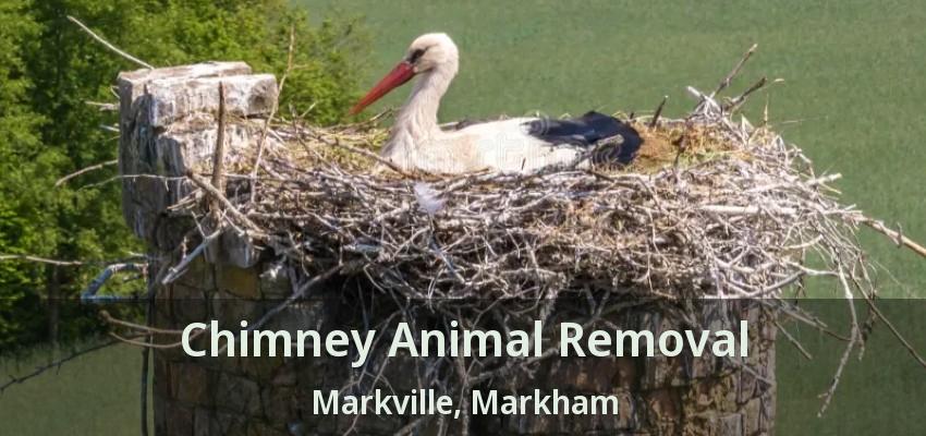 Chimney Animal Removal Markville, Markham - ON