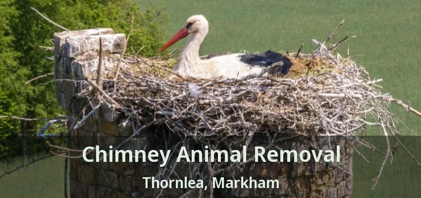 Chimney Animal Removal Thornlea, Markham - ON