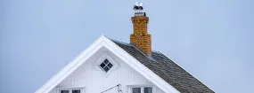 Chimney Nest Removal Dollar, Markham